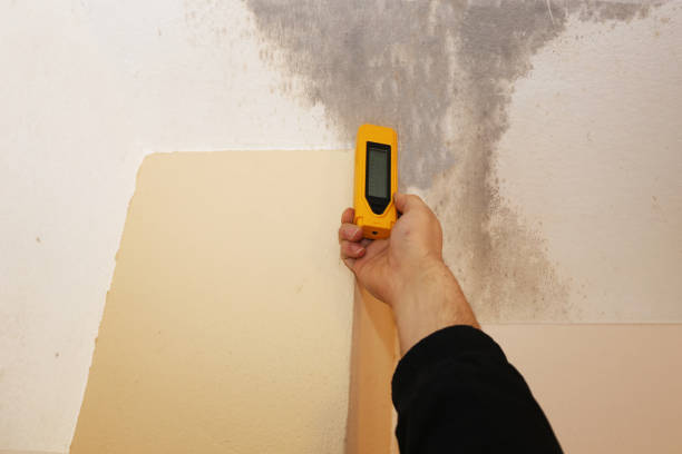 Best Mold-Related Health Consultation  in Billings, MT