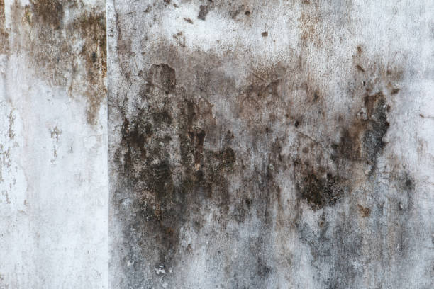 Best Mold Documentation for Insurance Claims  in Billings, MT
