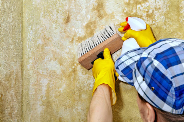 Best Biohazard Mold Removal  in Billings, MT