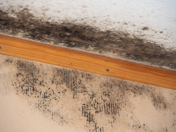 Best Commercial Mold Inspection  in Billings, MT
