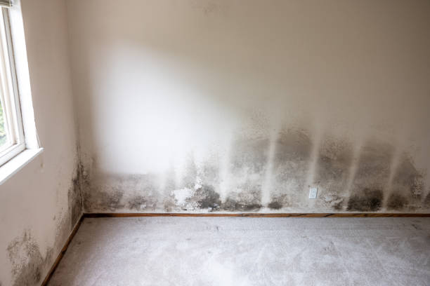 Best Post-Remediation Verification Testing  in Billings, MT