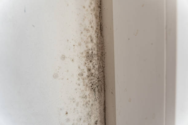 Best Real Estate Mold Inspection  in Billings, MT