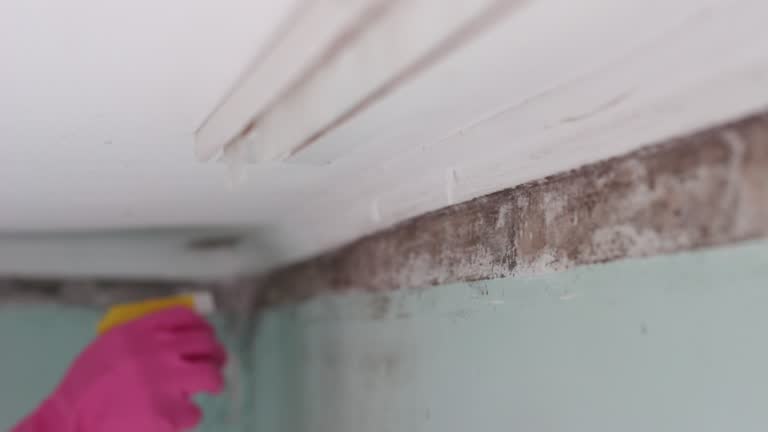 Dehumidification Services in Billings, MT